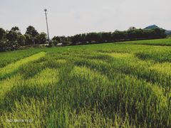 -光明小镇欢乐田园