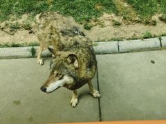 -北京野生动物园