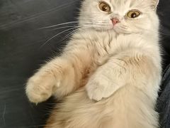 -瑞派福兴宠物医院犬猫全科·骨科·中西医结合(河东店)