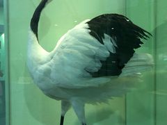 -盐城丹顶鹤湿地生态旅游区