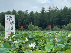 -渌洋湖湿地公园