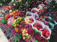 -金陵花卉交易市场