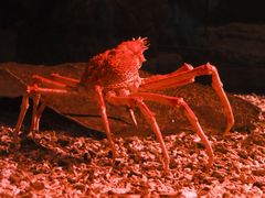 -珠海长隆海洋王国