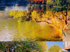 -荔湾湖公园