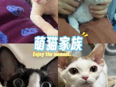 -山宅一喵德文卷毛猫舍