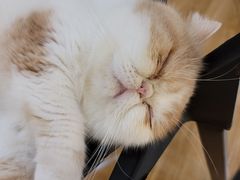 -滚猫咖啡·猫咖·猫友好撸猫(未来城店)