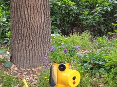 -上海共青森林公园