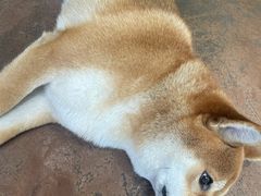 -啡语