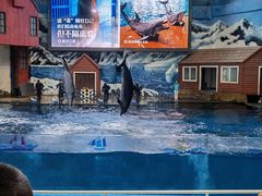 -西安曲江海洋极地公园