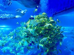 -太平洋海底世界