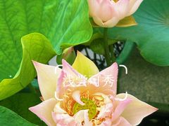 -云溪植物园