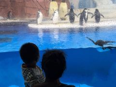 -海合安成都极地海洋公园