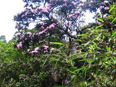 2011年，山花，端午节-九峰山
