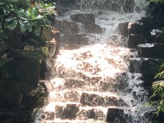 -十八棵（老龙井）御茶园(老龙井店)