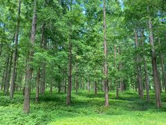 -黄海国家森林公园