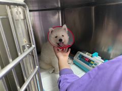 -康旭宠物医院(郑州总院)