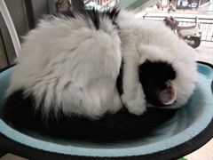 -猫亿天猫咖