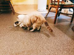 -猫色咖啡·猫咖