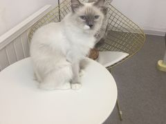 -豆老板的猫咖啡(碑林博物馆店)