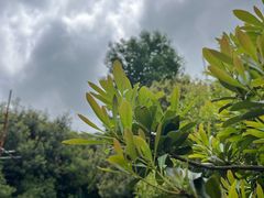 -树山生态村