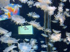 -太平洋海底世界博览馆·展览厅