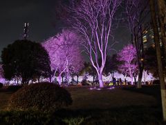 -西北湖绿化广场