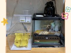 -酷以爬仙阁实体爬宠店·守宫·蜥蜴·专业繁育