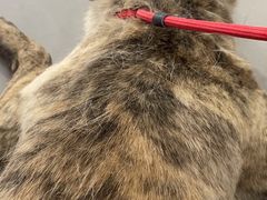 -爱侣宠医·鹦鹉专科·小型哺乳类·异宠专科(灵石路店)