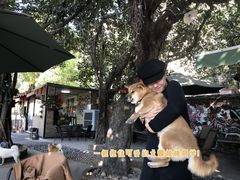 -柴犬高等学院·狗咖·柴犬售卖·宠物训练