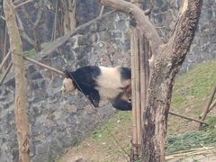 -都江堰中华大熊猫苑