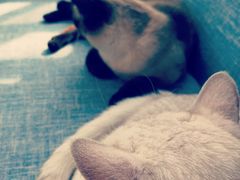 -有猫儿腻咖啡厅.猫咖