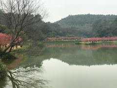 -南国桃园旅游度假区