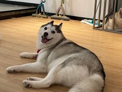 -Husky Go! 哈士奇体验馆·宠物咖啡厅狗咖