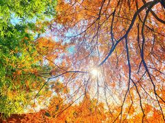 -深圳仙湖植物园