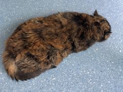 -伟伟宠物医院·瑞派猫友好医院·猫科(光谷店)