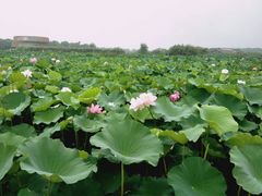 -荷塘月色湿地公园·向阳花洲
