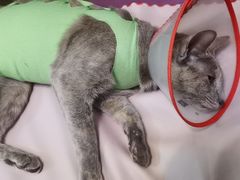 -美联众合宠物医院·爱萌分院·内外科·猫科中心