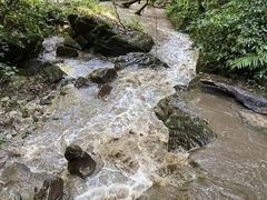 -莫里热带雨林景区
