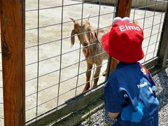 -前小桔亲子创意农场·草莓采摘·露营烧烤