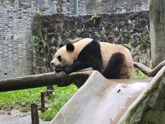 -都江堰中华大熊猫苑
