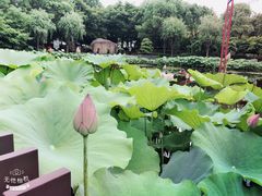 -陈家山荷花公园