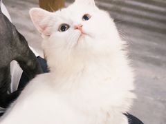 -楼上猫咖(罗湖店)
