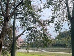-广东花都湖国家湿地公园