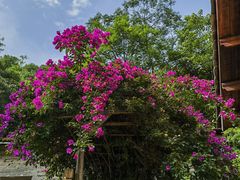 -高荡千年布依古寨旅游景区