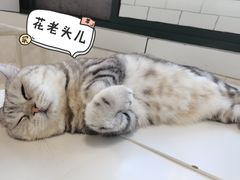 -喵的天空名猫咖啡馆·撸猫·猫舍·用品
