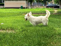 -爪吧宠物乐园 (温榆河示范区店)