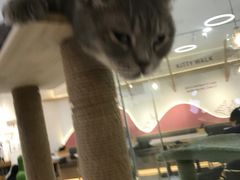 -喵园·猫主题咖啡厅·撸猫·猫咖(国贸店)
