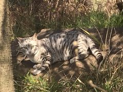 -龚海宝· 烧烤· 羊肉原切挂糊更好吃(庄市店)