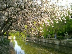 -海棠花溪(元大都城垣遗址公园)
