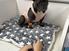 -纳吉亚猫专科动物诊疗中心(蒋宅口分院)